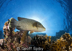 Napoleon wrasse backlit by the sun
Red Sea by Geoff Spiby 